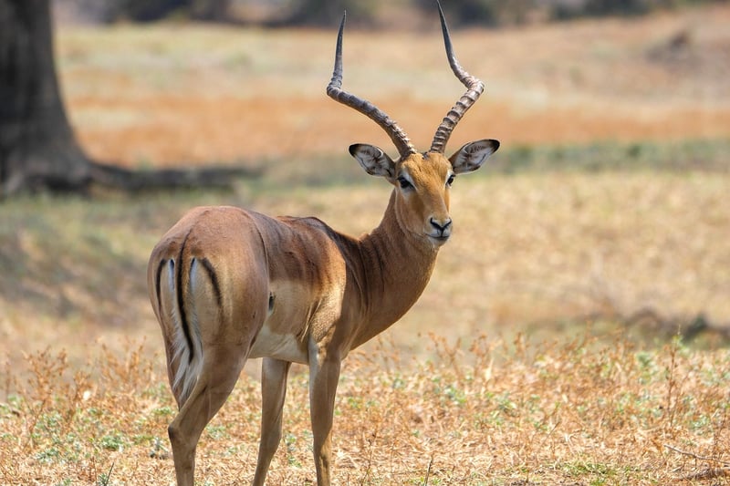 Sundowner Game Drive