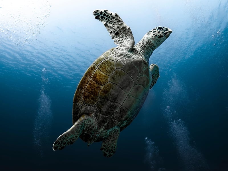 Underwater Photography